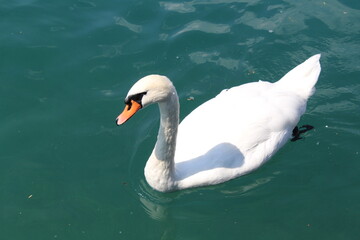 A swan on Lake Thun in Switzerland.