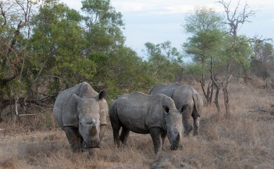 African rhinoceroses standing in a grassy field, with a lush forest in the background