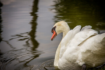 Obraz premium Africam Safari, Puebla, México.