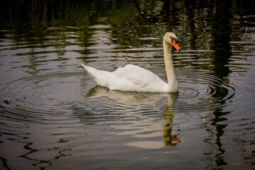 Africam Safari, Puebla, México.