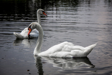 Africam Safari, Puebla, México.