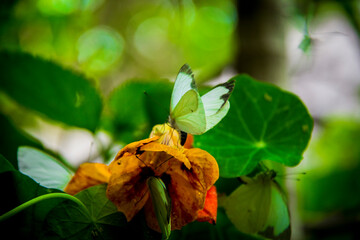Africam Safari, Puebla, México.