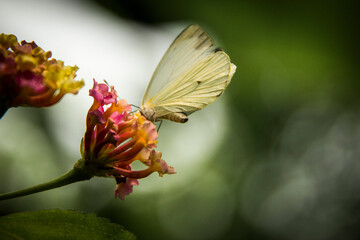 Africam Safari, Puebla, México.