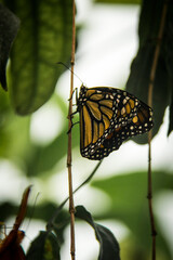 Africam Safari, Puebla, México.