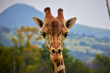 Africam Safari, Puebla, México.