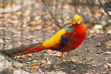 Golden pheasant on the ground in autumn day, close up.