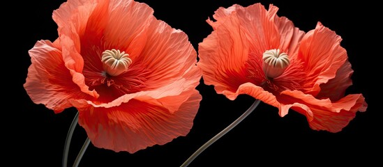 Two poppy flowers against a black backdrop the poppies