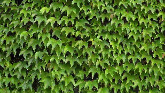 Green ivy entwined the wall, leaves fluttering in the wind, green background