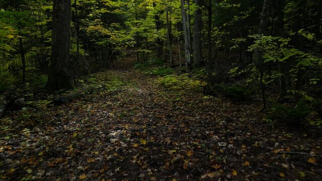 Walk in a forest between trees and fallen leaves on a muddy road