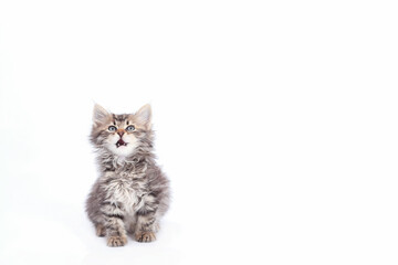 Studio portrait of a Maine Coon Kitten with open mouth. Cute Tiny cat Kitten looking towards camera  isolated on white background. Pet care concept. Copy space. Surprised Cat
