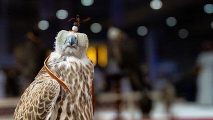 An Arabian Falcon is often equipped with a leather hood