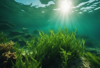 Fototapeta na wymiar Underwater view of a group of seabed with green seagrass High quality photo