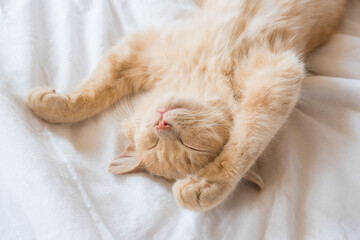 Ginger cat sleeps on his back on a soft white blanket, cozy home and vacation concept, cute red or ginger kitten. - Powered by Adobe