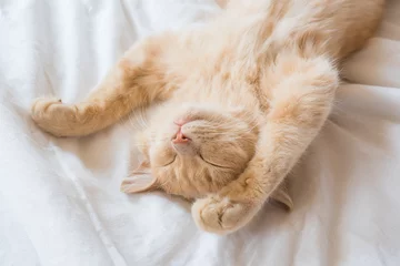 Foto op Plexiglas Ginger cat sleeps on his back on a soft white blanket, cozy home and vacation concept, cute red or ginger kitten. © Ekaterina