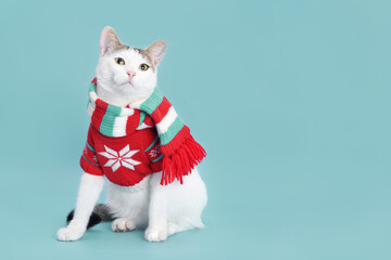Fototapeta na wymiar Studio portrait of a white cat against a turquoise backdground. Funny kitten wearing warm sweater and scarf. Xmas. Dressed Cat. Beautiful Kitten ready for cold winter. Happy New Year. Greeting card