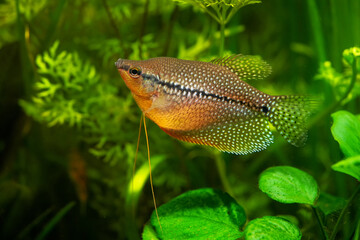 Mosaic gourami exotic fish underwater swim, pearl gourami labyrinth fish anabantoidei also called...