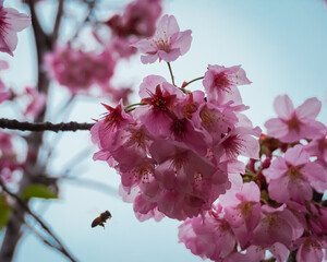 pink cherry blossom bee