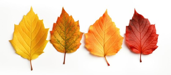 Fototapeta na wymiar Three fall colored leaves separated on a background of pure white