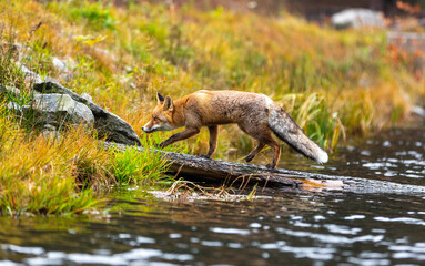 Fuchs geht auf einem im Wasser liegenden Baumstamm
