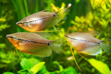 Mosaic gourami exotic fish underwater swim, pearl gourami labyrinth fish anabantoidei also called climbing fish in the nature wild aquarium tank