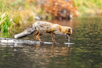 Fuchs steht auf einem im Wasser liegenden Baumstamm und trinkt