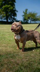Adorable American Bully walking across a lush green grassy area on a sunny day