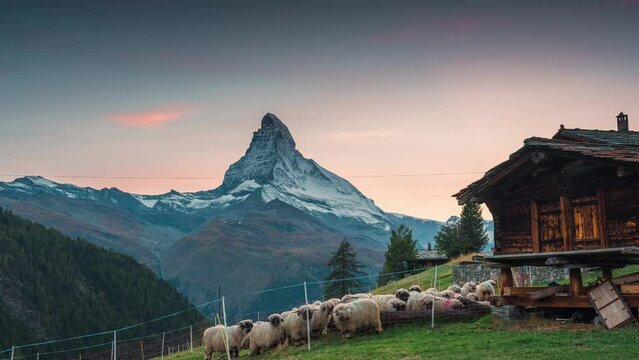 Sunset over Matterhorn with flock of Valais blacknose sheep and wooden hut on hill at Zermatt, Switzerland