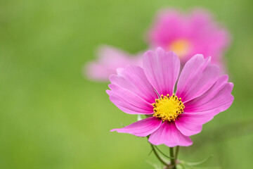 Fototapeta premium Large pink flower of the Cosmos bipinnatus, garden cosmos on green background with copy space