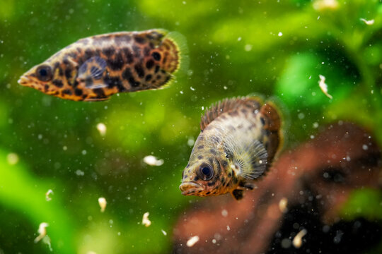 Spotted leaf fish, leopard bush fish Artemia eats live food. Ctenopoma acutirostre aggressive behaviour tropical predator fish aquarium freshwater