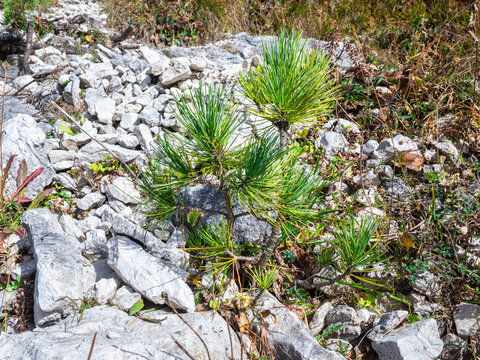 Young pine seedling grown between the rocks in the Dolomite mountains of Italy