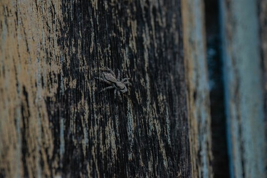 Closeup shot of a black spider perched on a piece of weathered wood