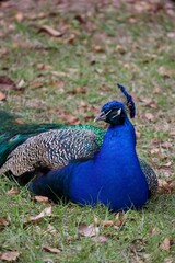 Obraz premium Beautiful peacock on a green grass, looking off into the distance