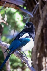 Black-billed Magpie perched atop a gnarled tree branch on a sunny day