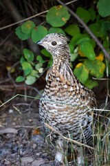 Fototapeta premium Ruffed Grouse standing on a lush green grassy field