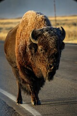 Large American bison standing in the middle of an empty dirt road on a sunny day © Wirestock