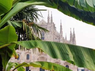 View of the Cathedral in Milan (Duomo) through a banana tree.