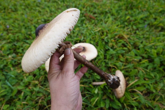 man holding giant lepiota macro lepiota picking mushrooms in the field. giant mushroom hat