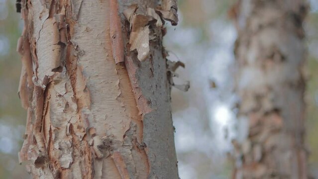 Close up of a river birch tree with shallow depth of field during fall-time. 4k Resolution, Color-graded