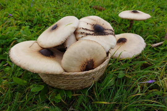 basket full of mushrooms collected in the field. lepiotas in basket collected. macrolepiotas