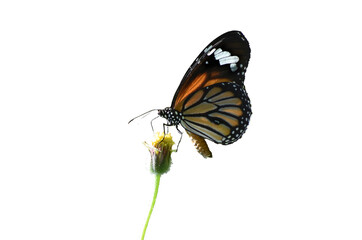 Fototapeta na wymiar Danaus genutia butterfly sitting on grass flower for feeding to nectar isolated on white background.