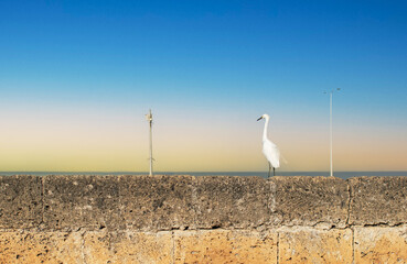 heron bird perching on the city wall in the city of cartagena de indias on a sunny afternoon with...