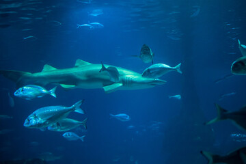 Many fish swim quietly in the water around the shark. The concept of a predator among prey. - obrazy, fototapety, plakaty