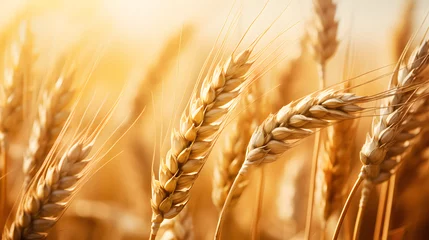 Tuinposter Closeup of golden wheat field. Harvest concept © FutureStock