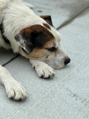 Picture of a canine resting comfortably on the concrete sidewalk