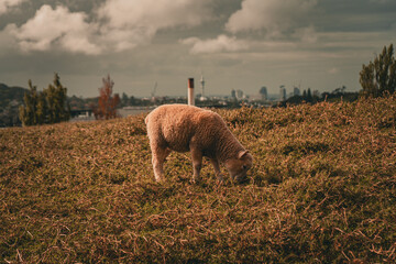 sheep in the field,one tree hill ,Auckland new Zealand - obrazy, fototapety, plakaty