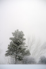 Ice-Encrusted Splendor: Majestic Fir in Winter's Embrace