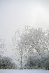 Frozen Whispers: Morning Frost on Winter's Tree