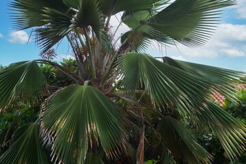 plants in the historic center of cartagena de indias in sunny day and beautiful blue sky