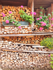 Stacked chopped firewood decorated with pots of pelargonium flowers. Decoration of chopped firewood with flowers. Vertical.