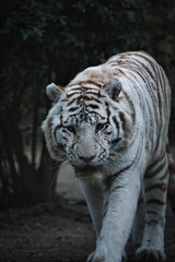 Majestic white tiger walking through open landscape with trees in the background
